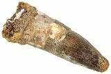 Fossil Spinosaurus Tooth - Real Dinosaur Tooth #322297-1